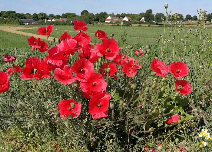 La Vache Contente شقة